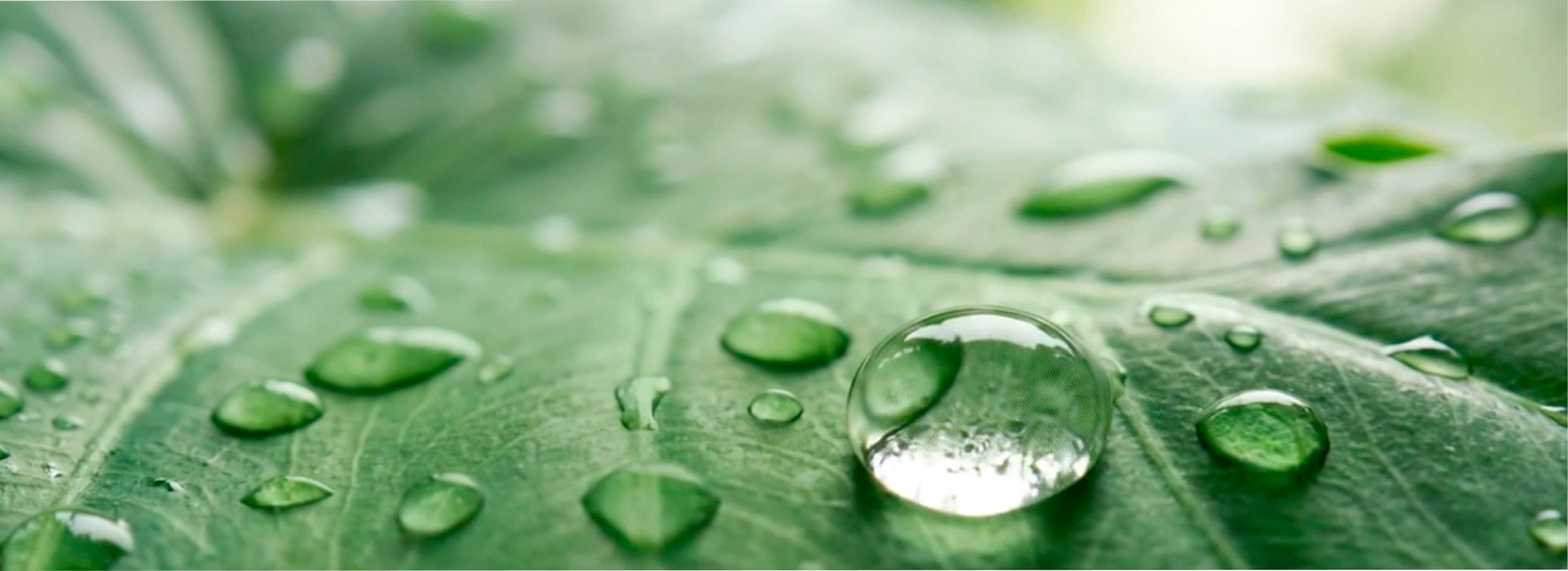 Folha verde com gotas de orvalho